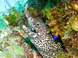 37 Spotted Moray Eel and Fairy Basslett IMG 3197